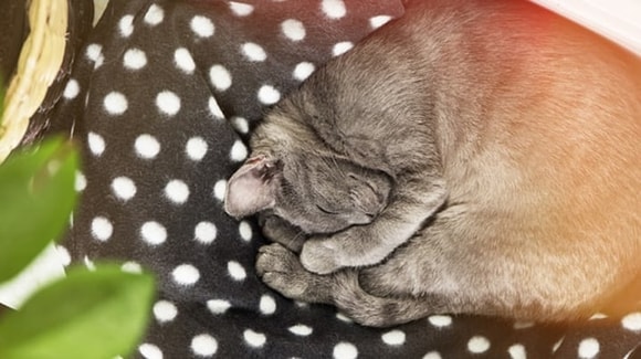 my-cat2