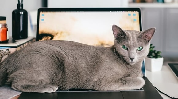 my-cat3