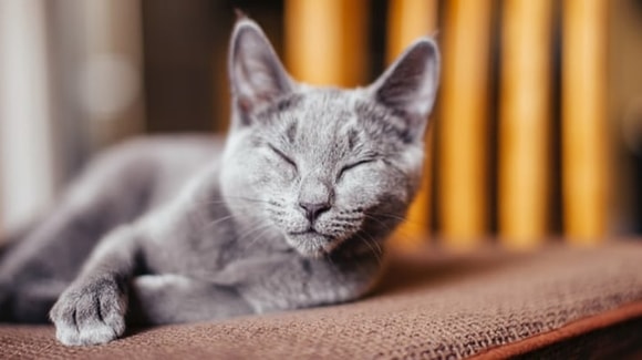 my-cat4