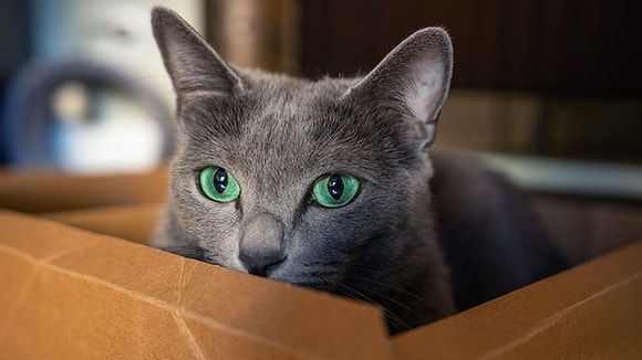 she-cat-in-box-inset2