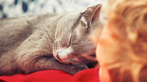 she-cat-nap-inset4