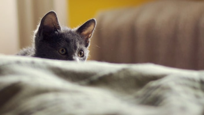 Bringing-your-kitten-home