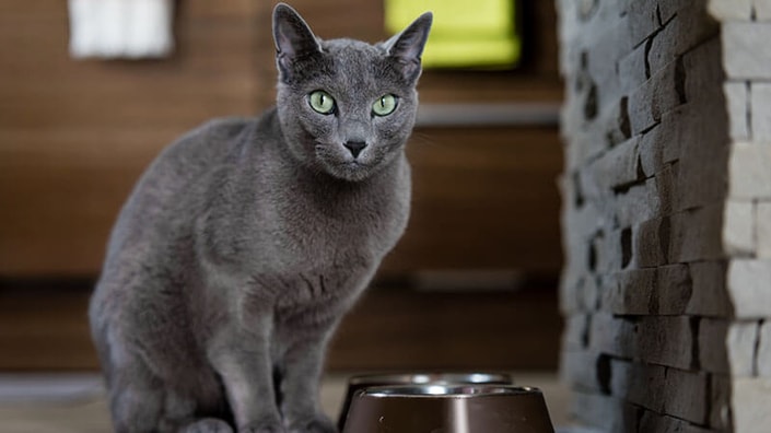 eating-oddities-cats