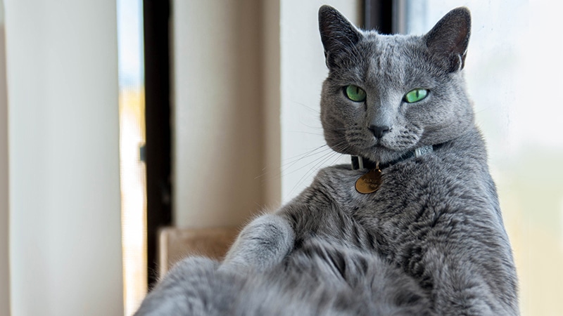 she-cat-lounging-inset5