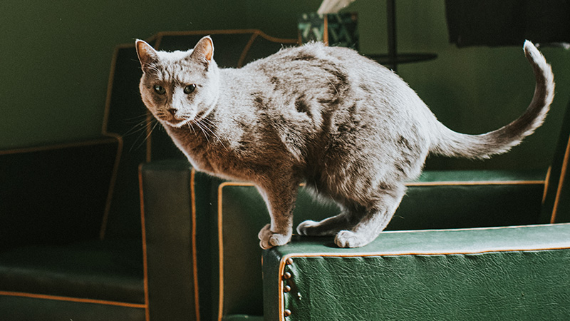 she-cat-on-chair-inset3