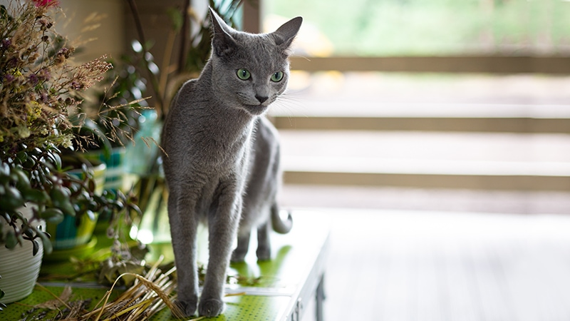 she-cat-on-mantle-inset6