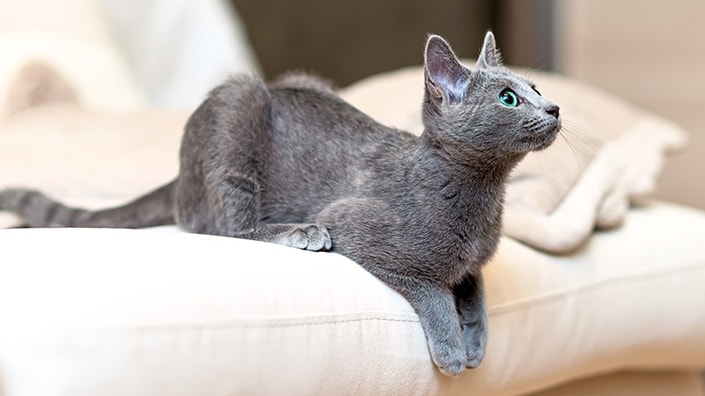 she-how-to-feed-kitten-inset