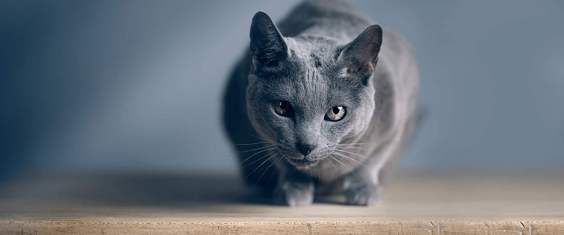 IS YOUR CAT PLAYING MIND GAMES?