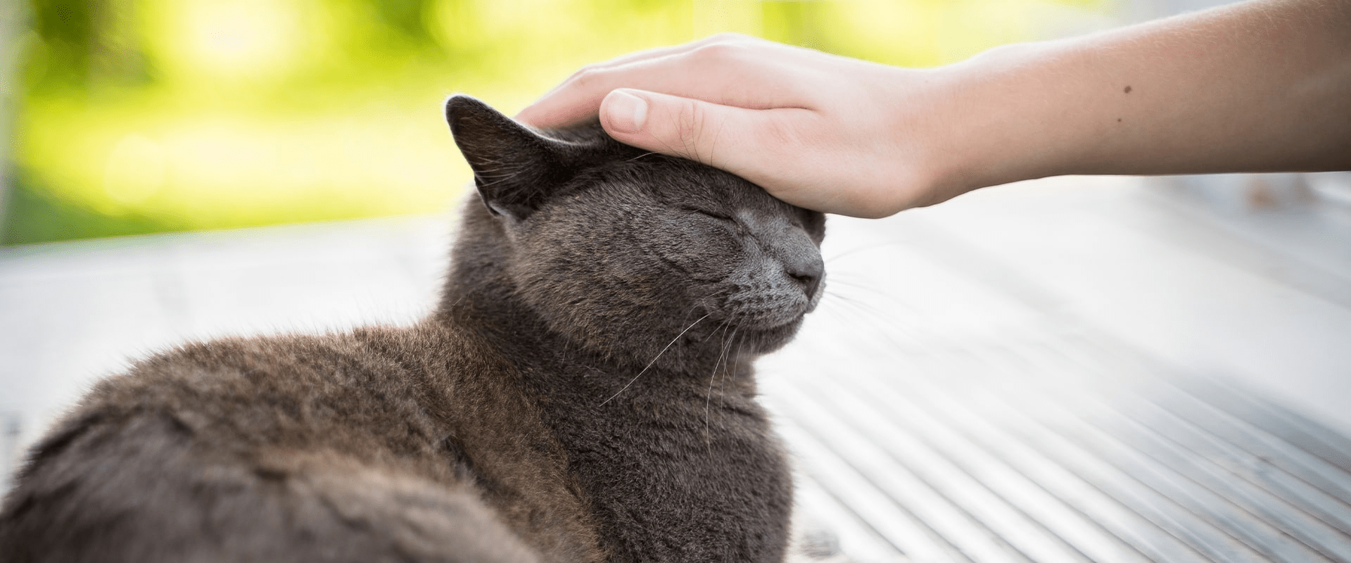 HOW TO LET YOUR CAT TRAIN YOU