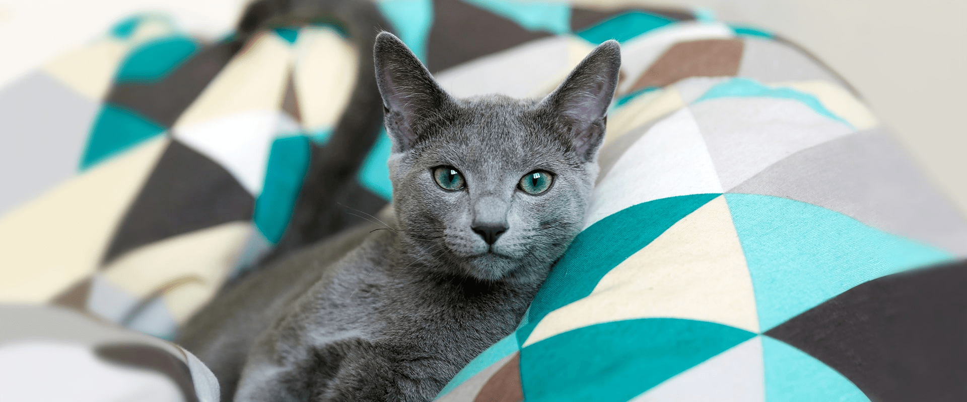 GIVE YOUR CAT THE EXQUISITE TREATMENT THEY DESERVE