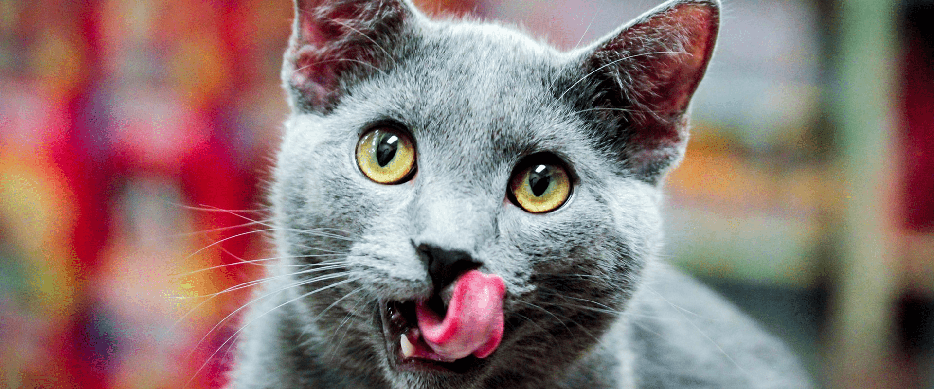 WHY YOUR CAT CRAVES WET CAT FOOD