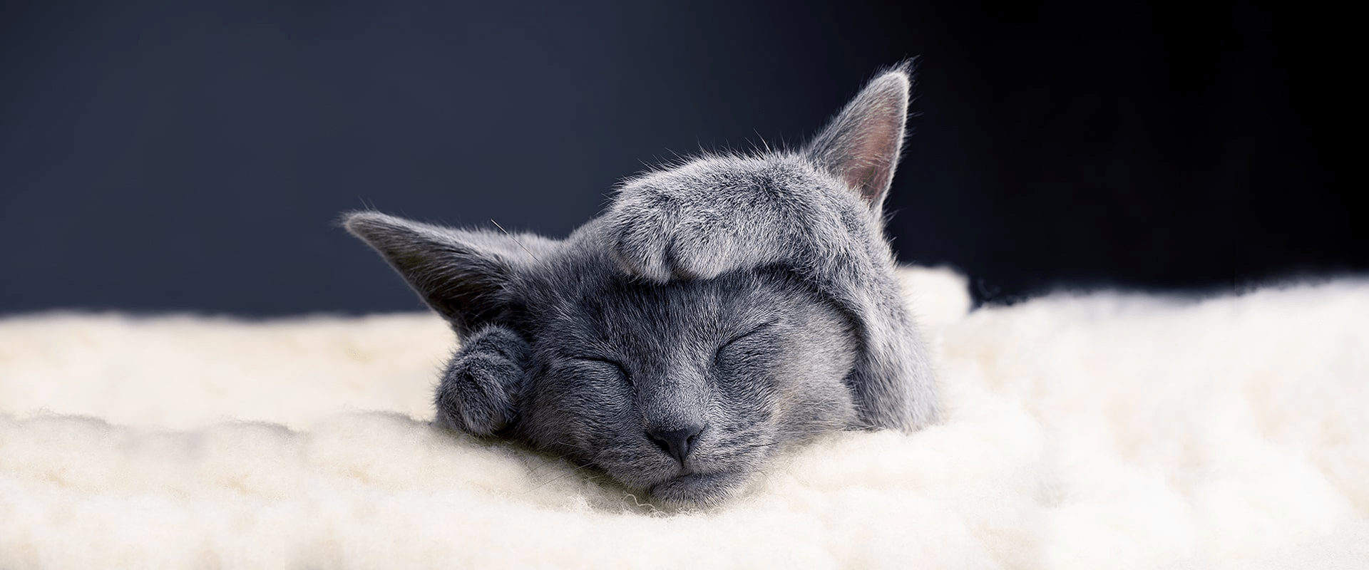 Kitten Care Guide DINE® AU