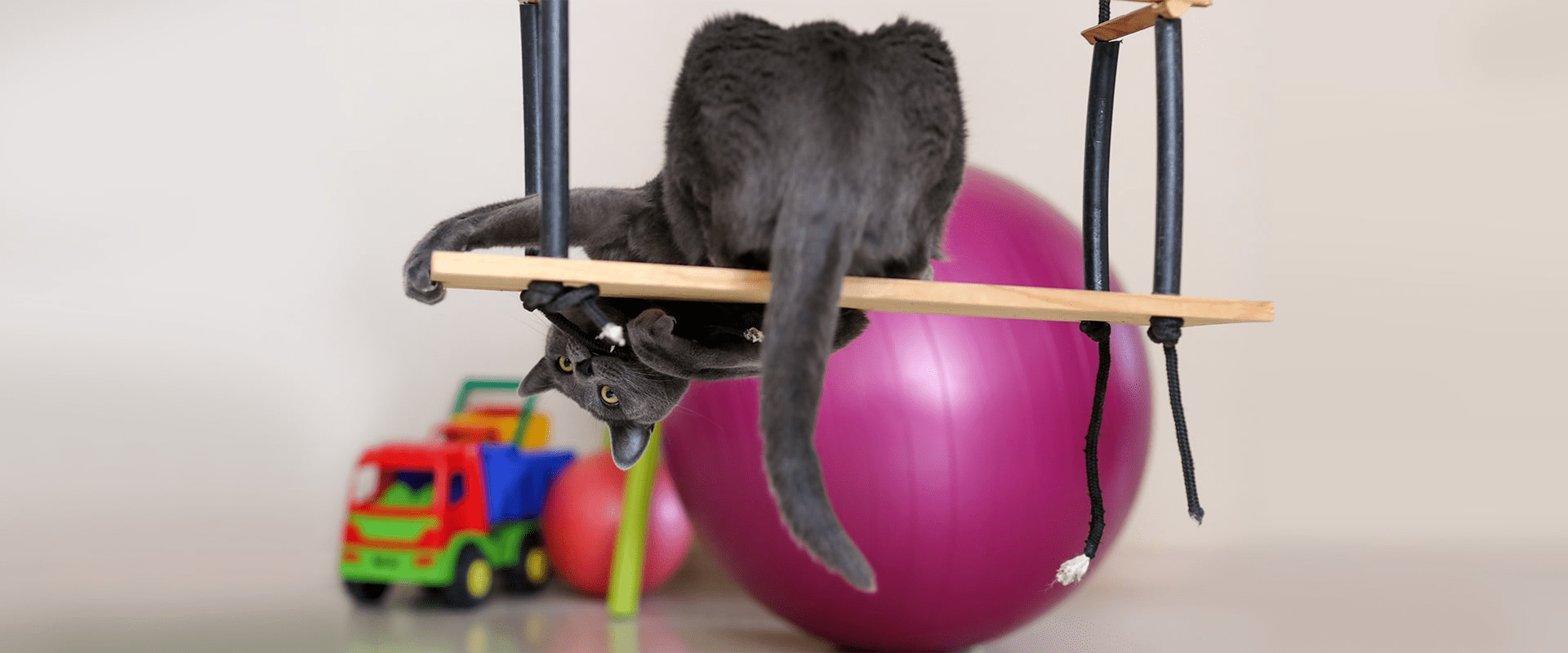 NEW GAMES TO PLAY WITH YOUR CAT