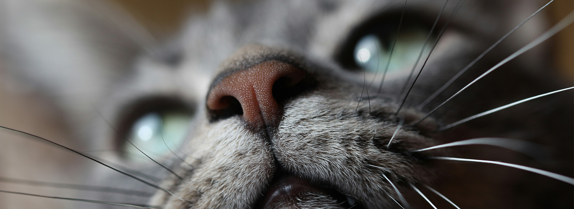 Understanding Your Cat’s Anatomy | Dine