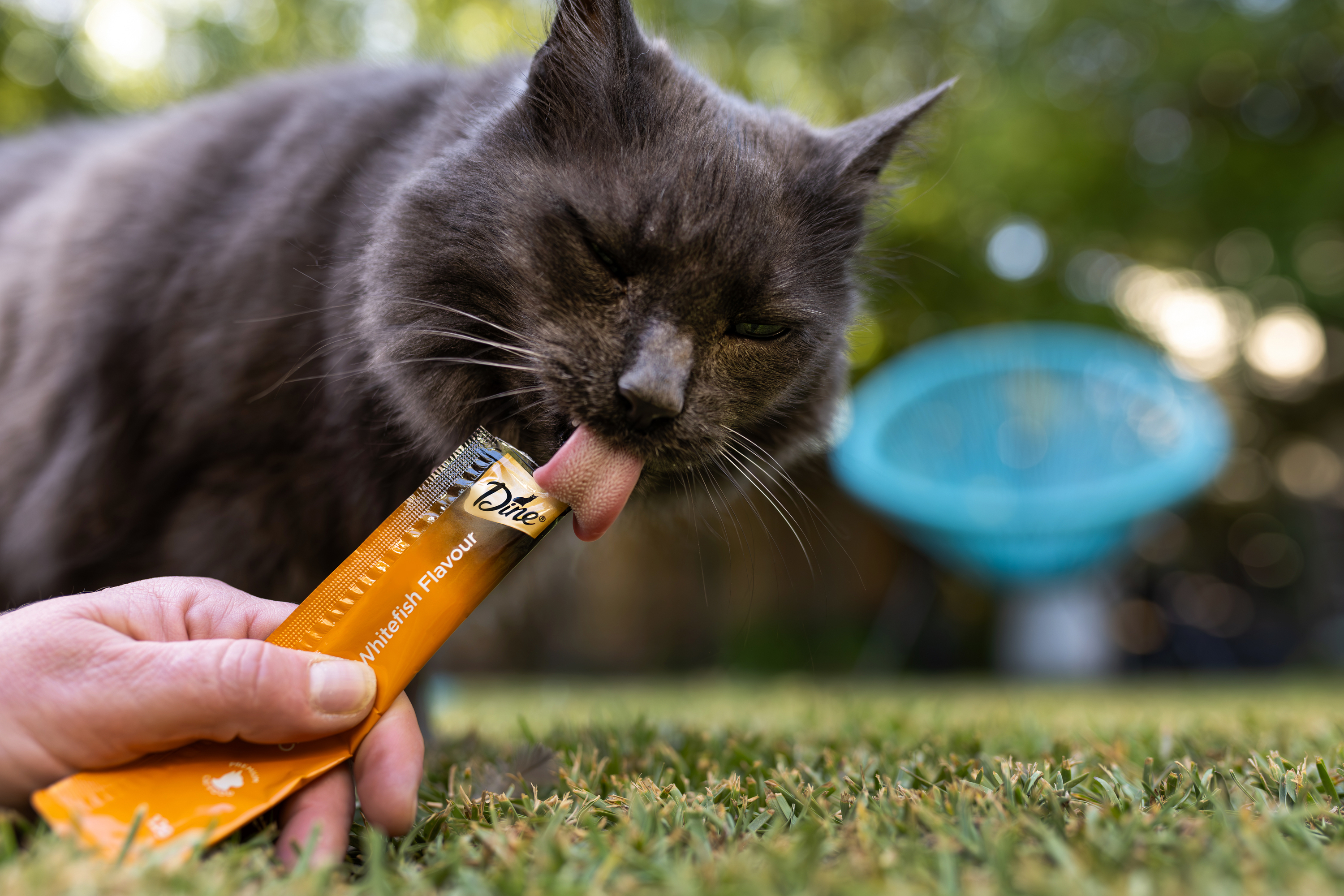 Cat licking a Dine creamy treat whitefish flavour sachet.