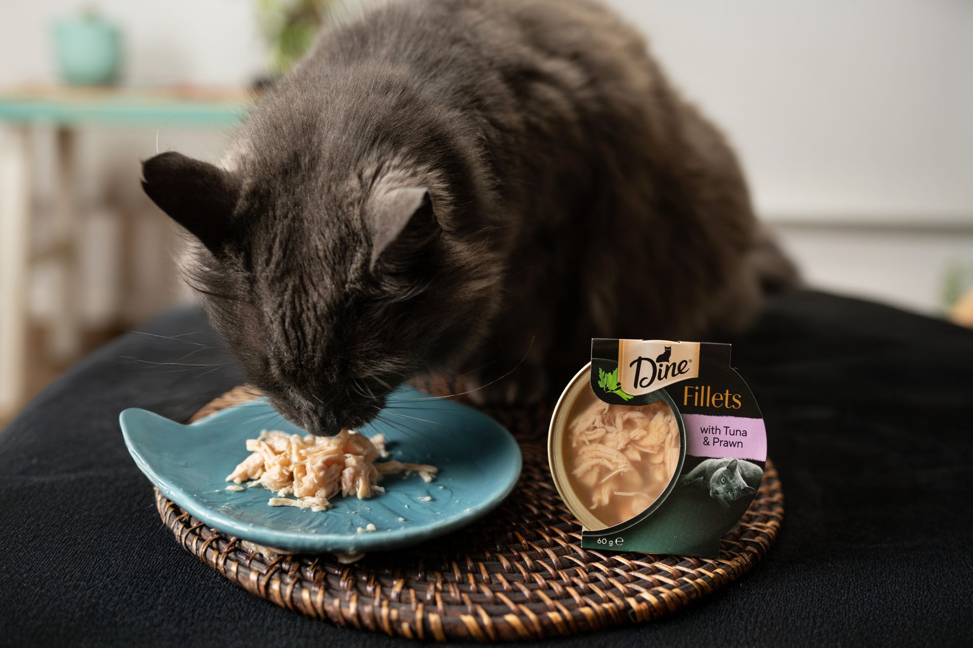 A cat eating a plate of Dine prawn and tuna fillets