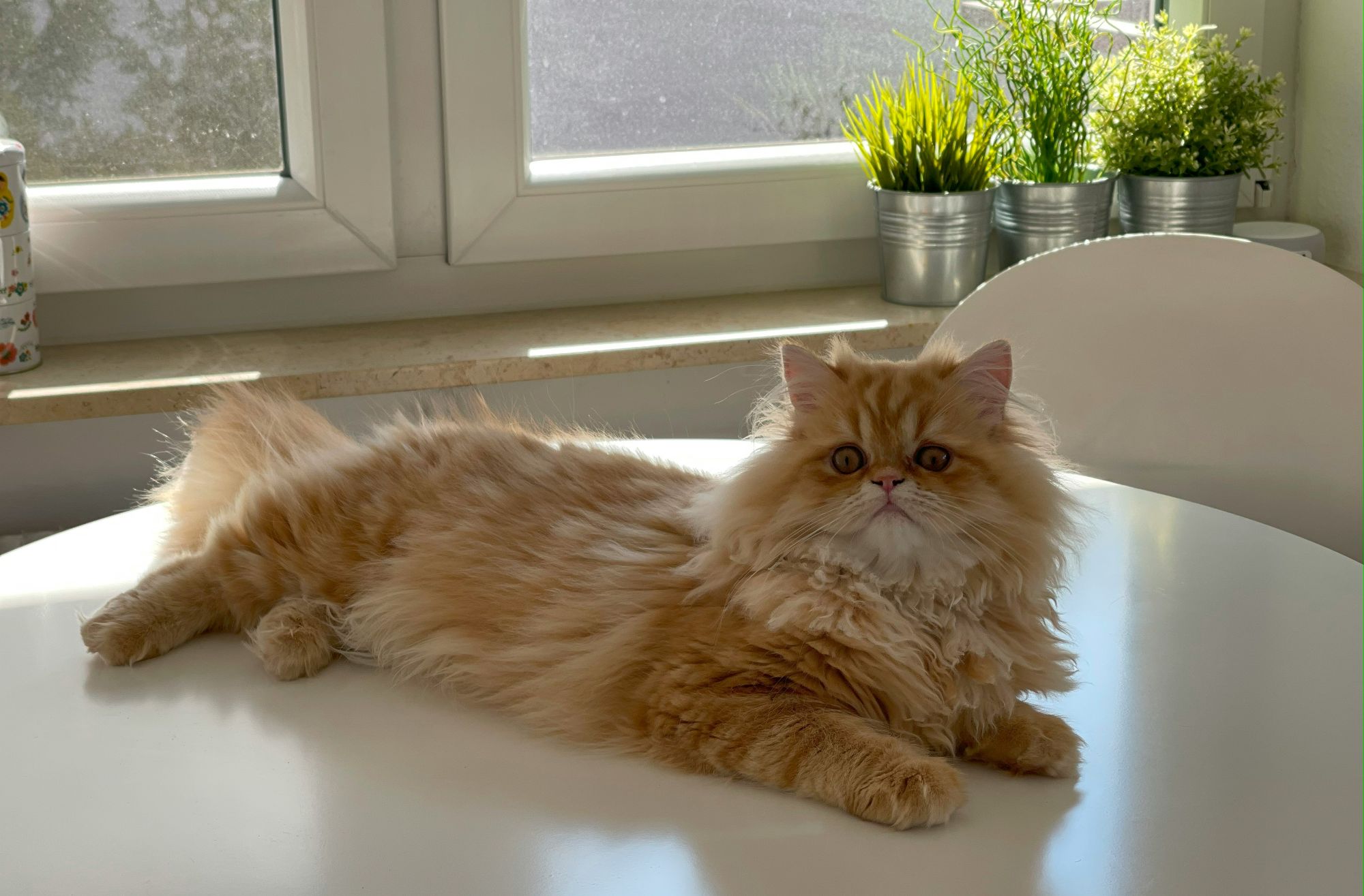 An orange Persian cat lying on a table