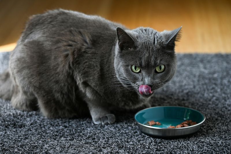 A cat eating food from a bowl
