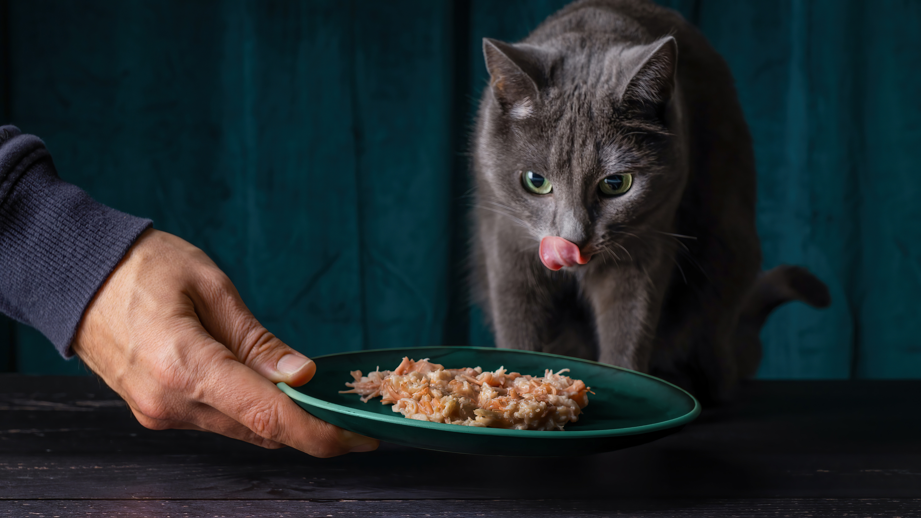 A cat eating a plate of Dine prawn and tuna fillets